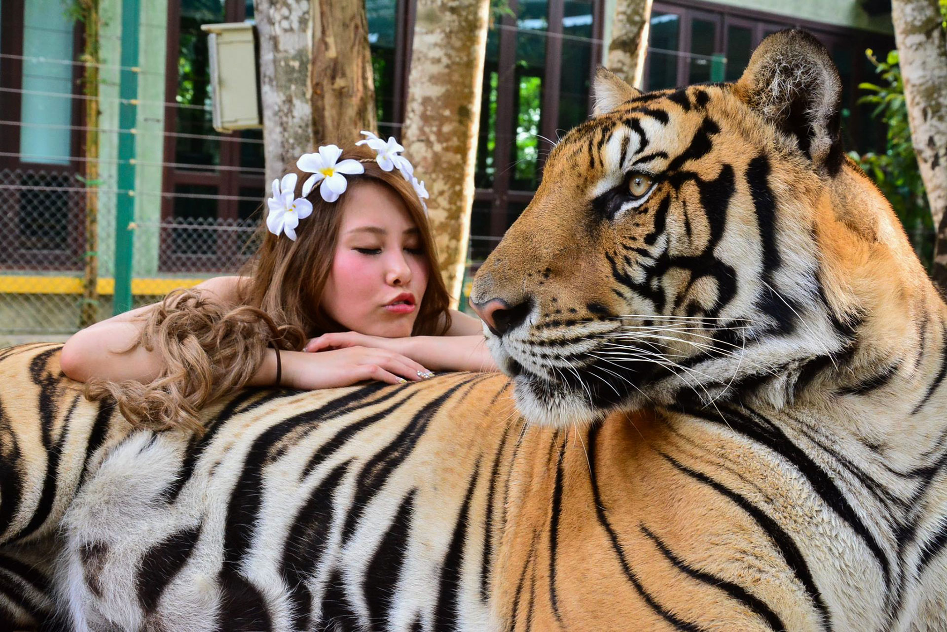tiger kingdom phuket tour